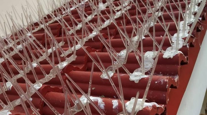 Bird spikes installed on a building ledge to deter pigeons.